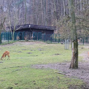 Western Sitatunga (Tragelaphus spekei gratus) paddock