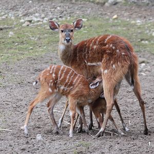 Western Sitatungas (Tragelaphus spekei gratus)