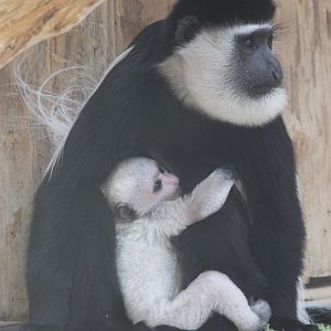 Kikuyu Mantled Guereza (Colobus guereza kikuyuensis) female with young