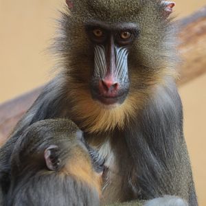 Mandrill (Mandrillus sphinx) female with young
