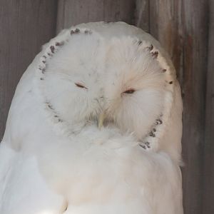 Great Grey Owl (Strix nebulosa) albino