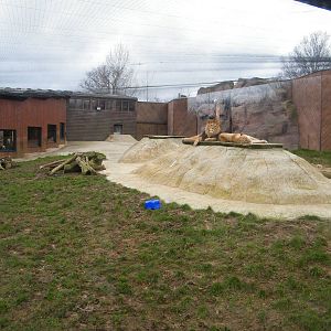 lion enclosure