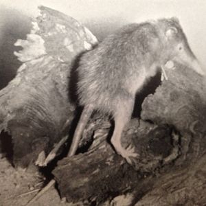 Haitian solenodon (Solenodon paradoxus) 1939