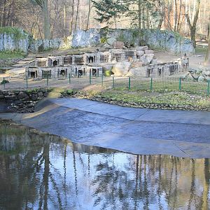 Black-footed Penguin (Spheniscus demersus) enclosure