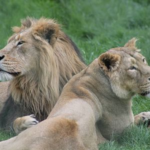 Asiatic Lions - 25th May 2013