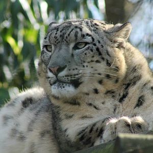 Snow Leopard - 21st Feb 2014