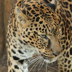 African Leopard - 21st Feb 2014