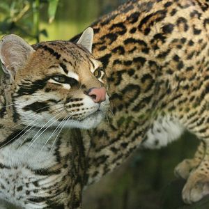 Ocelot - 21st Feb 2014