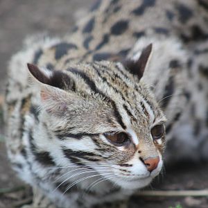 Indochinese Leopard Cat - 6th May 2013
