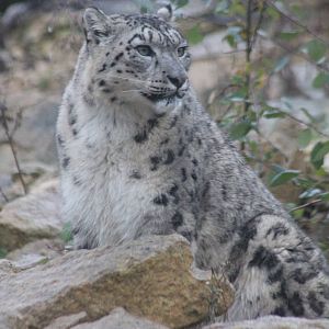Snow Leopard - 1st Nov 2013