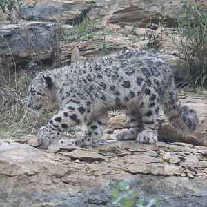 Snow Leopard Cub - 1st Nov 2013