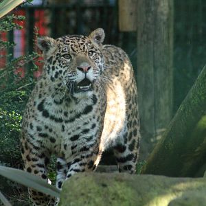 Jaguar - 21st Feb 2014