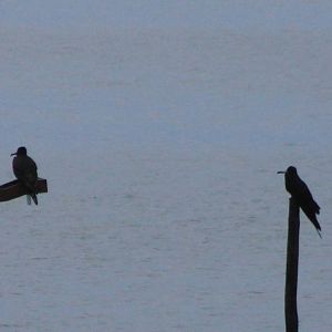 Magnificent frigatebirds
