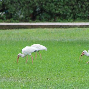 American white ibisses