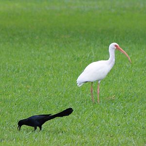 Grackle and White ibis