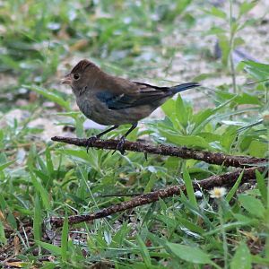 Indigo bunting