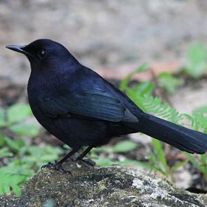 Black catbird