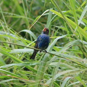 Singing in the rain...