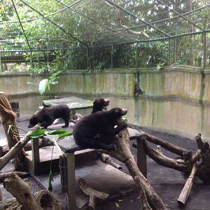 Sun bear enclosure