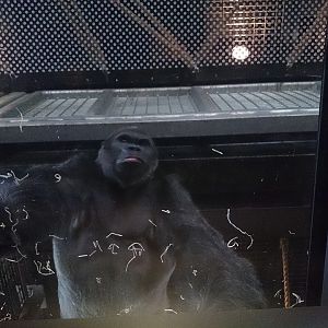 Jock in new Gorilla house