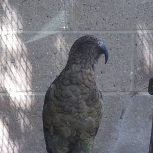 Kea
