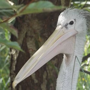 Pink backed pelican