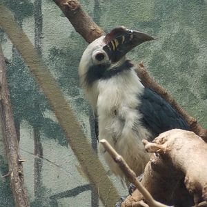 Male Visayan tarictic hornbill