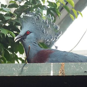 Victoria crowned pigeon