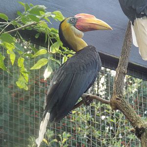Male Wrinkled hornbill