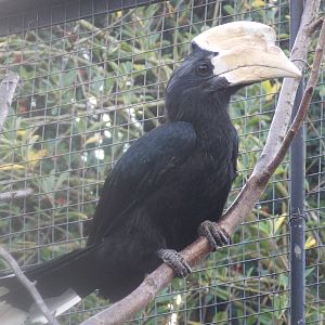 Male Black hornbill