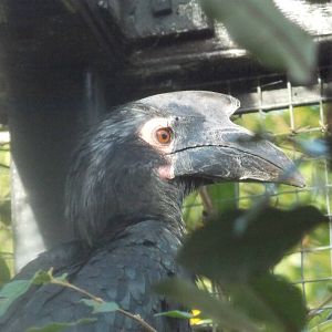 Female Black hornbill