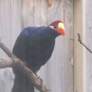 Violet Turaco