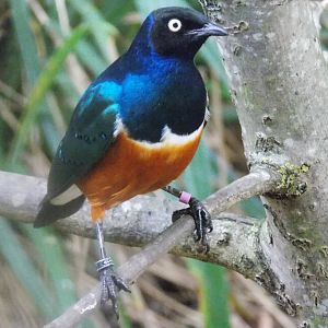 Superb starling