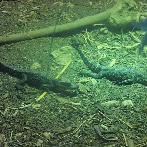 Juvenile Dwarf crocodile
