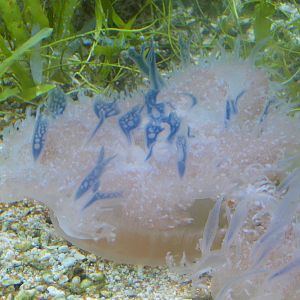 Upside down jellyfish