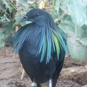 Nicobar pigeon