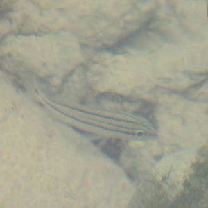 Fish ID