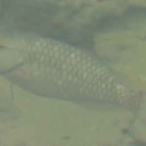 Spotlight parrotfish