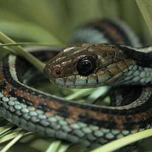 San Francisco garter snake
