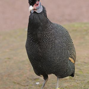 Kenya crested guineafowl