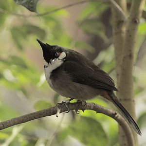 Red-whiskered bulbul