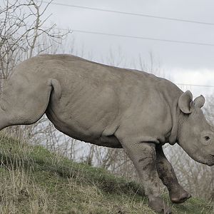 Black rhino horseplay