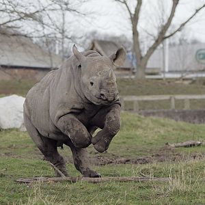 Black rhino full tilt
