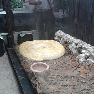 Enclosure tiger python