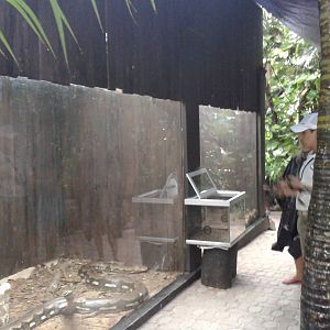 Enclosure tiger morph Reticulated  python