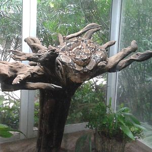 Boa constrictor