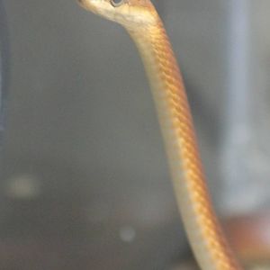 Snake ID