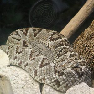 Rattlesnake species