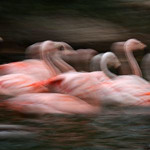chilean flamingos swimming
