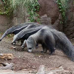 anteater mother and child